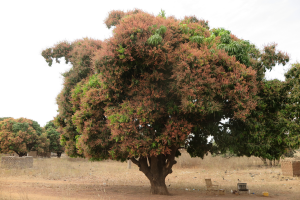 Le manguier du village : l’arbre à palabres