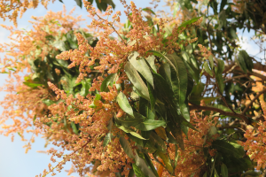 Manguiers en fleurs