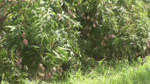 Maturation des mangues